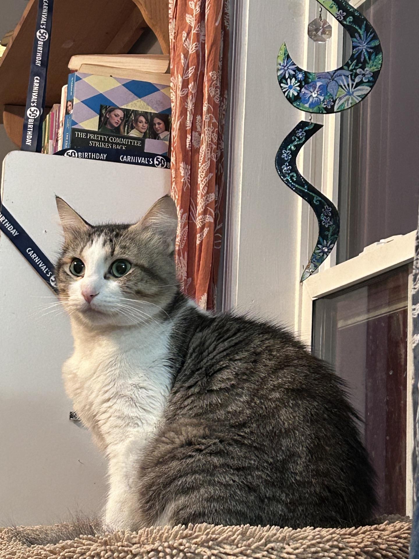 Delise, Adoptable, Adult Female Domestic Medium Hair.