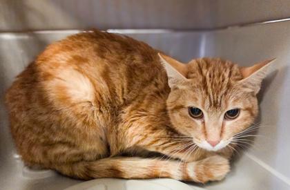 Mitski, a Adoptable mixed breed in Fresno, CA image 1/2