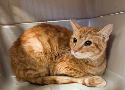 Mitski, a Adoptable mixed breed in Fresno, CA image 2/2