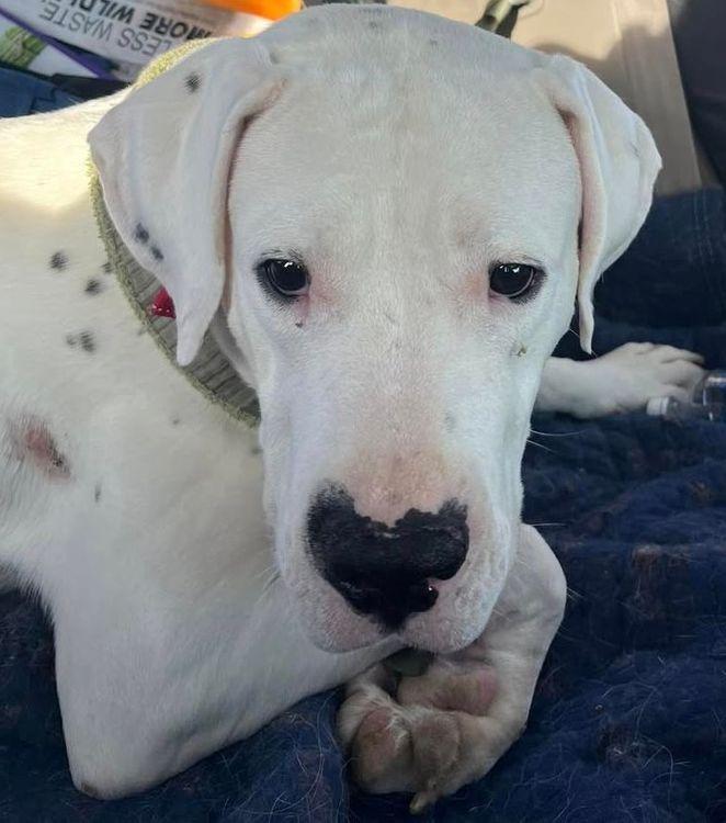Arnie, Young Male Dogo Argentino