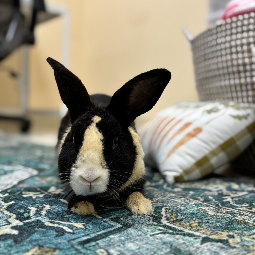 Enlarge Swallowtail, a Adoptable Dutch in Richmond, CA image 1/6