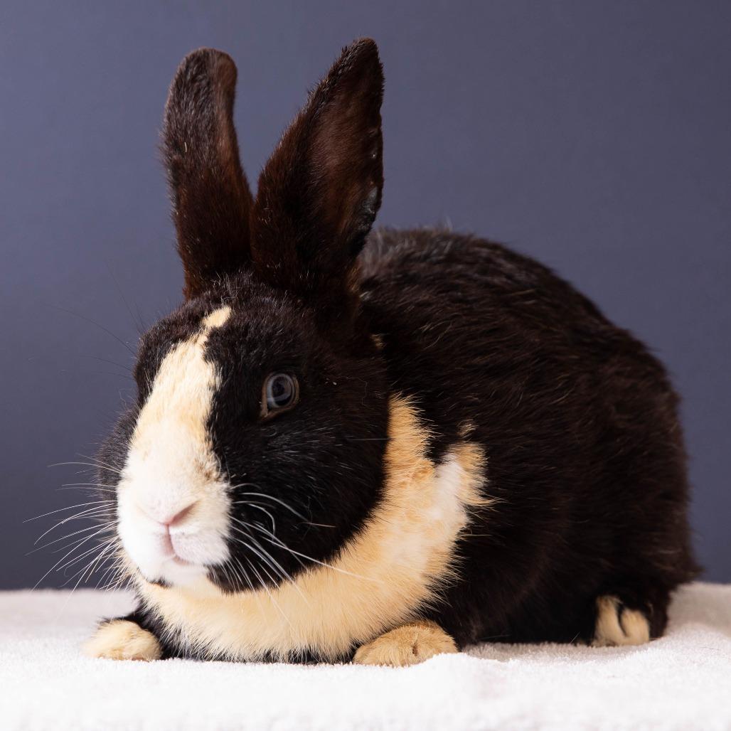 Enlarge Swallowtail, a Adoptable Dutch in Richmond, CA image 3/6