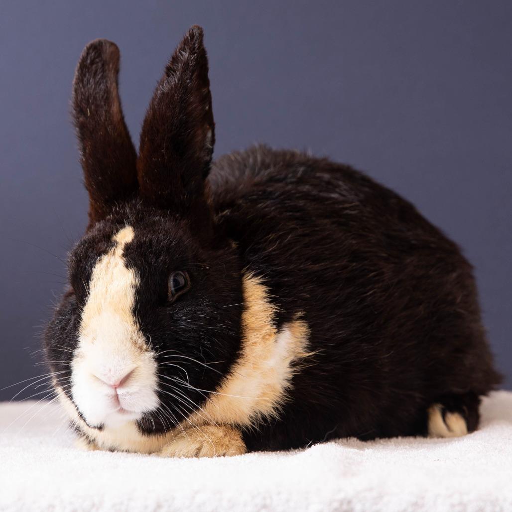 Enlarge Swallowtail, a Adoptable Dutch in Richmond, CA image 4/6