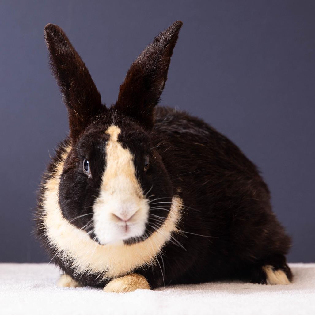 Enlarge Swallowtail, a Adoptable Dutch in Richmond, CA image 5/6