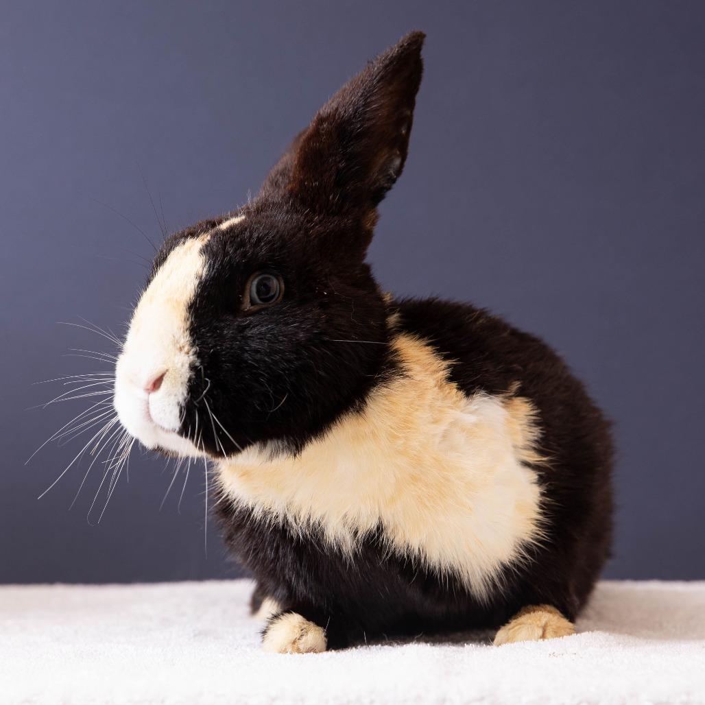 Enlarge Swallowtail, a Adoptable Dutch in Richmond, CA image 6/6