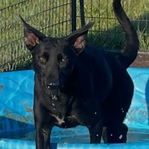 Buttercup, a Adoptable mixed breed in White Plains, NY image 2/6