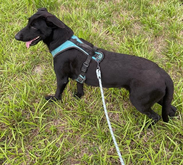 Buttercup, a Adoptable mixed breed in White Plains, NY image 5/6