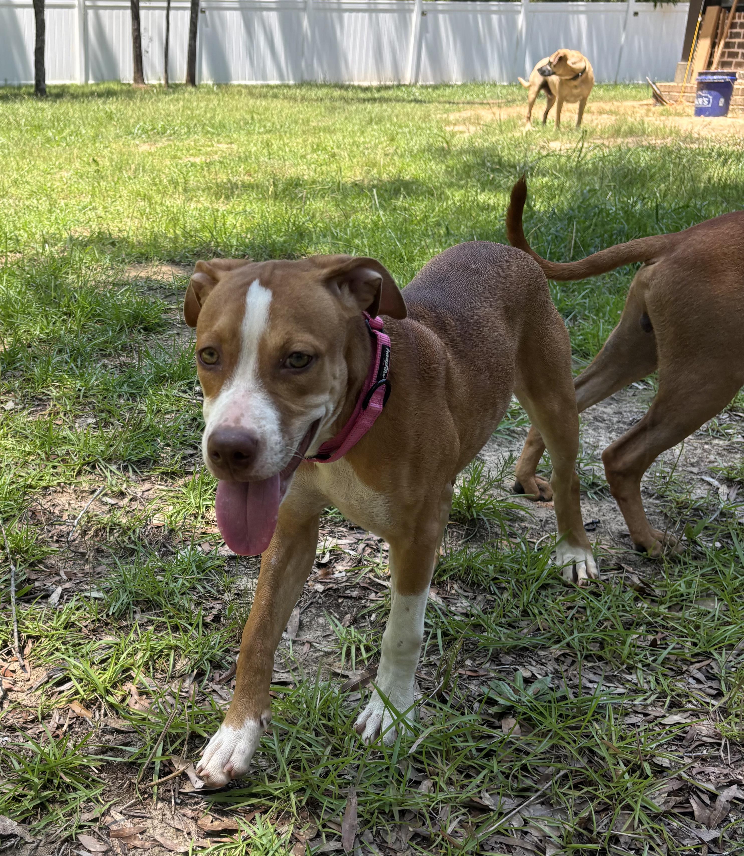 Susie, Adopted, Puppy Female Boxer.