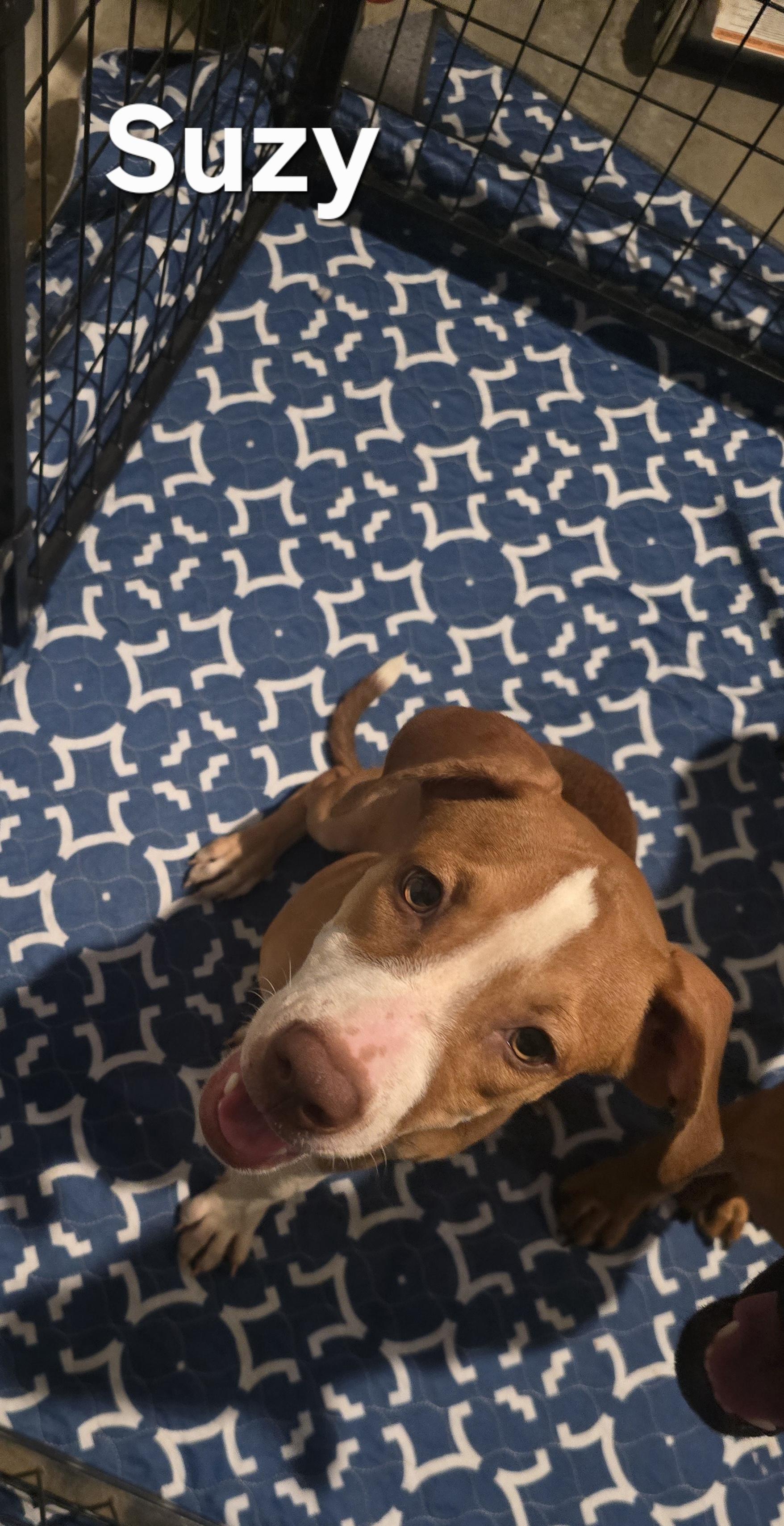 Susie, a Adopted mixed breed in Pace, FL image 3/4