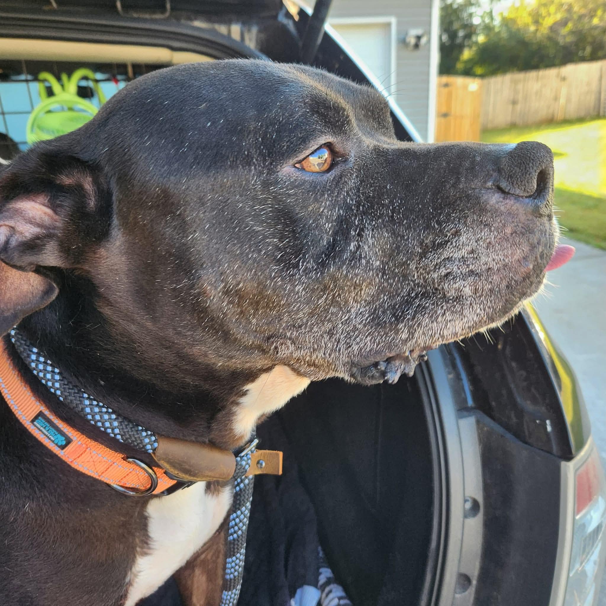 Tonka, Adoptable, Senior Male Black Labrador Retriever.