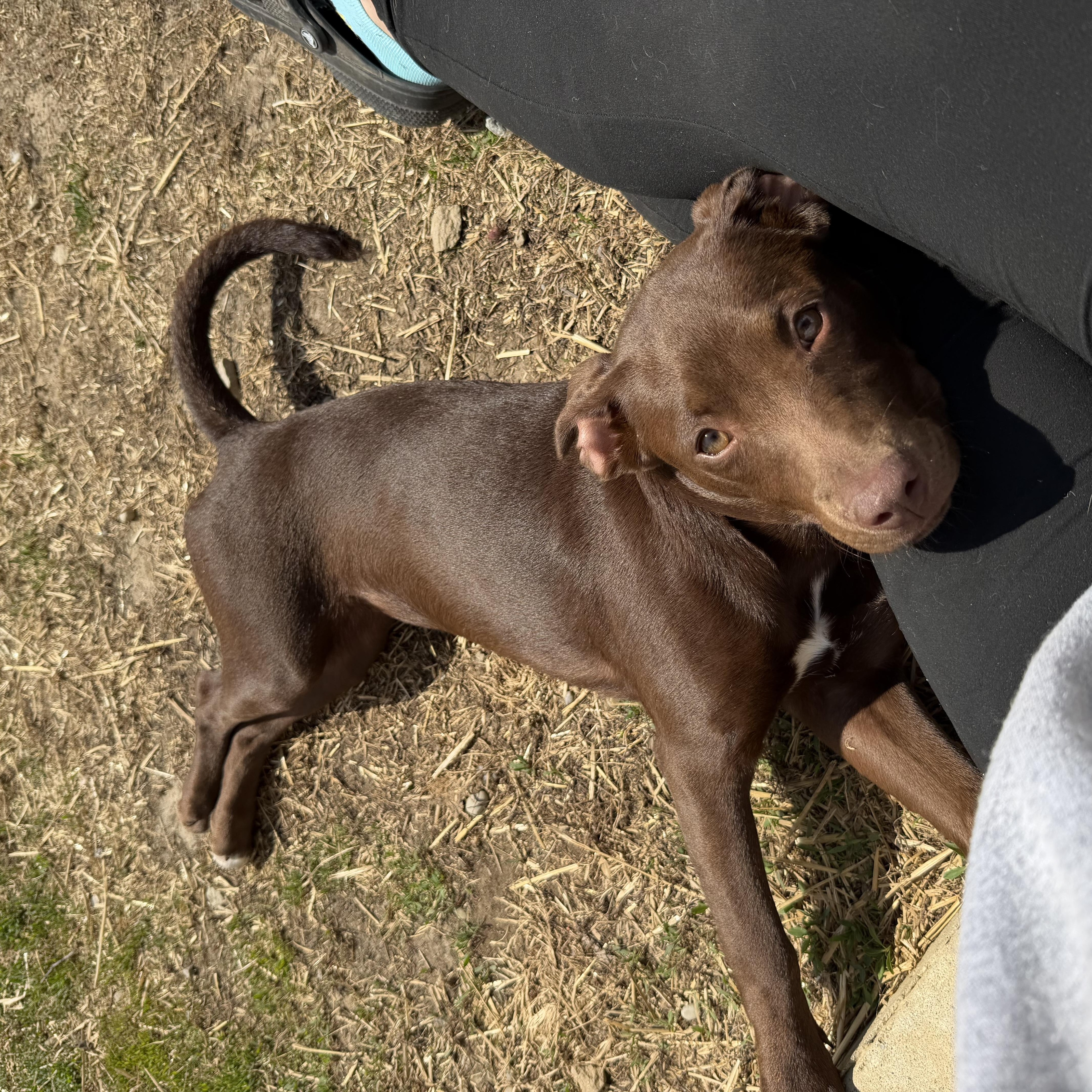 Sid, ADOPTABLE, Puppy Female Mixed Breed.