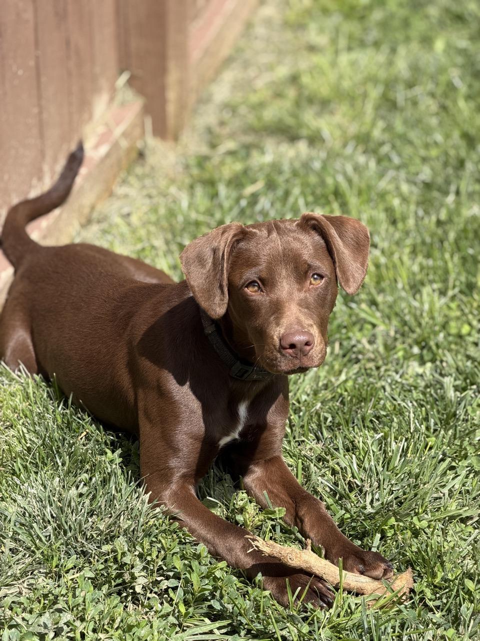 Enlarge Sid, a ADOPTABLE Mixed Breed in South Charleston, OH image 1/5