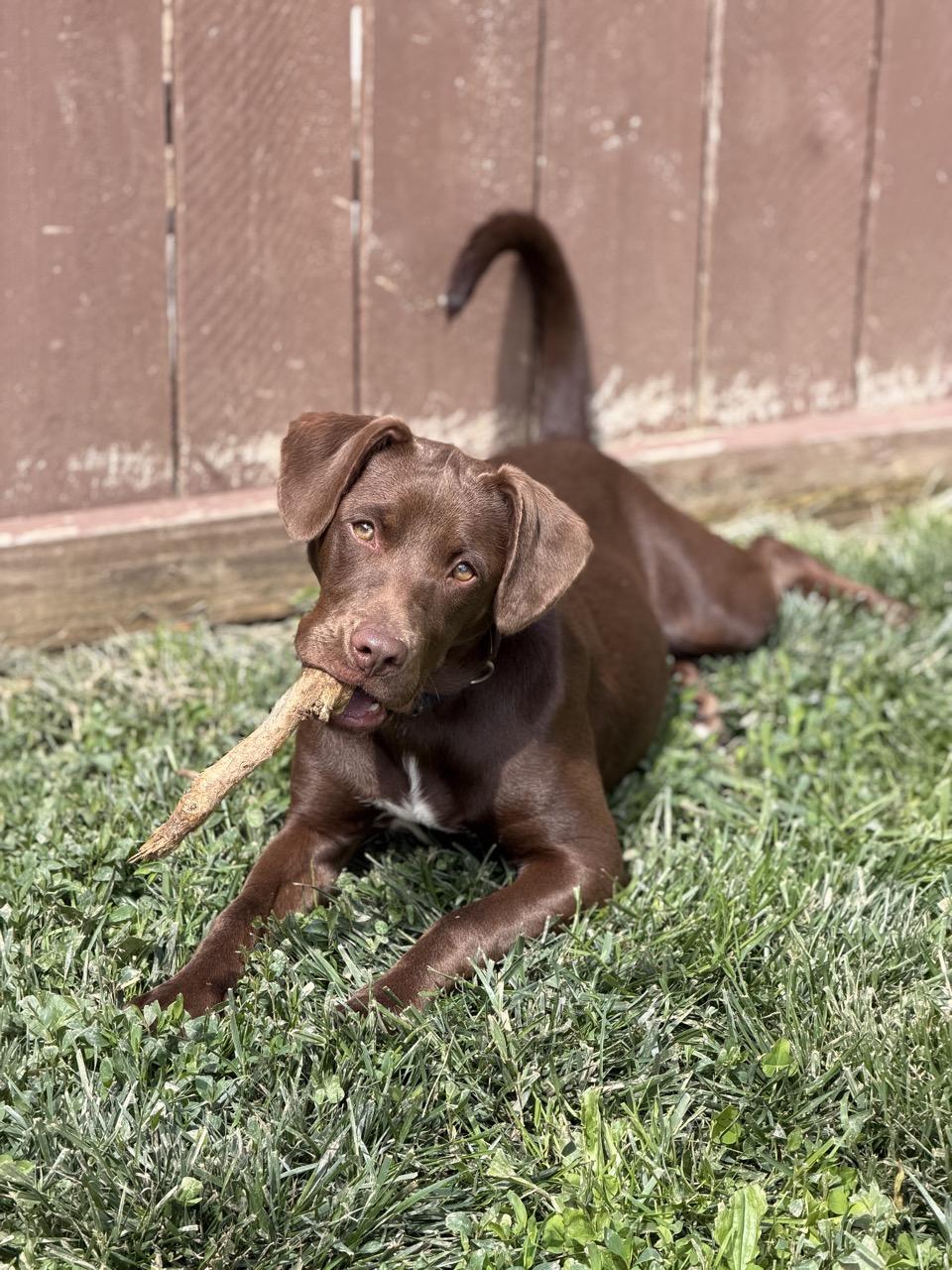 Enlarge Sid, a ADOPTABLE Mixed Breed in South Charleston, OH image 4/5