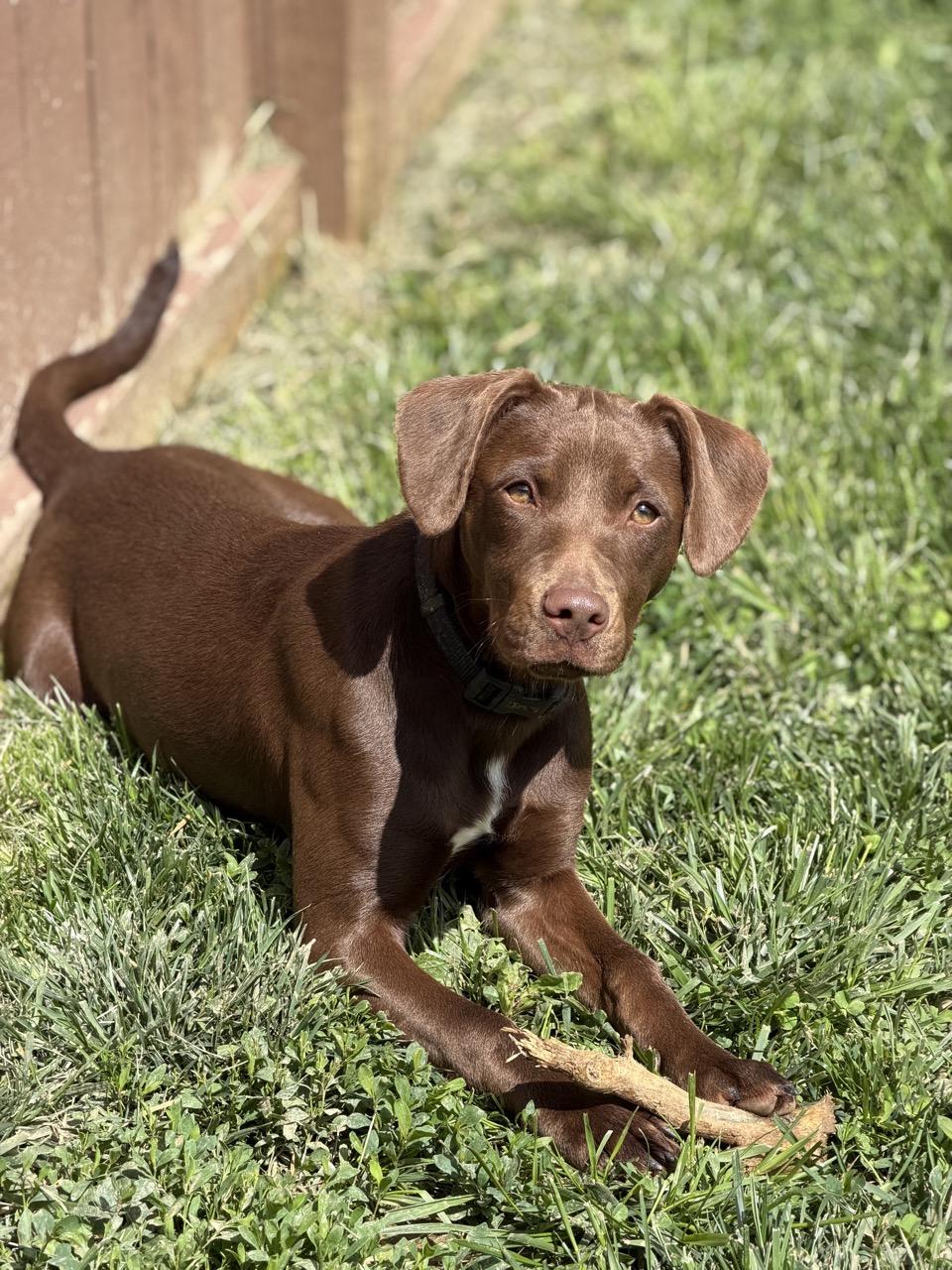 Enlarge Sid, a ADOPTABLE Mixed Breed in South Charleston, OH image 5/5