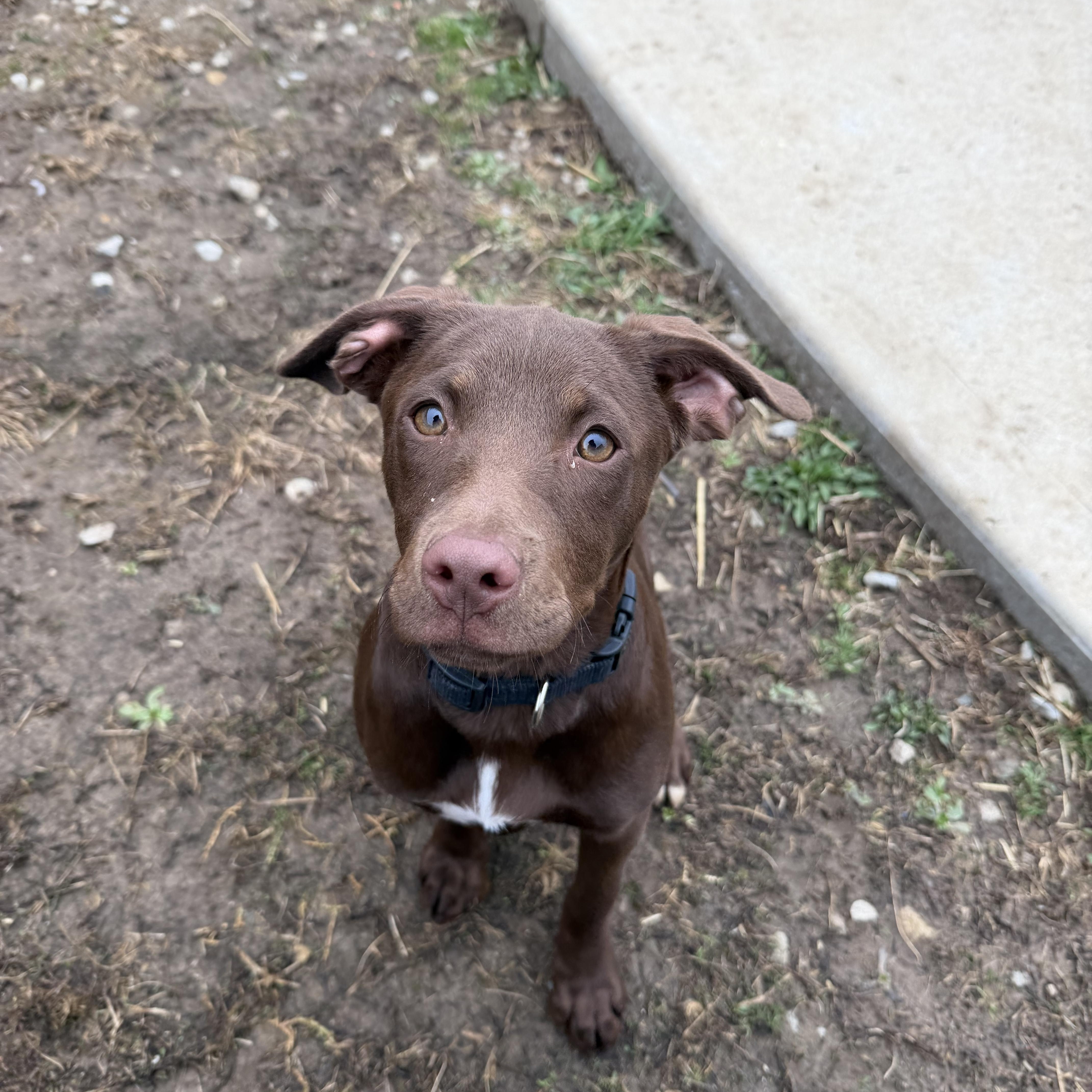 Enlarge Sid, a ADOPTABLE Mixed Breed in South Charleston, OH image 2/2