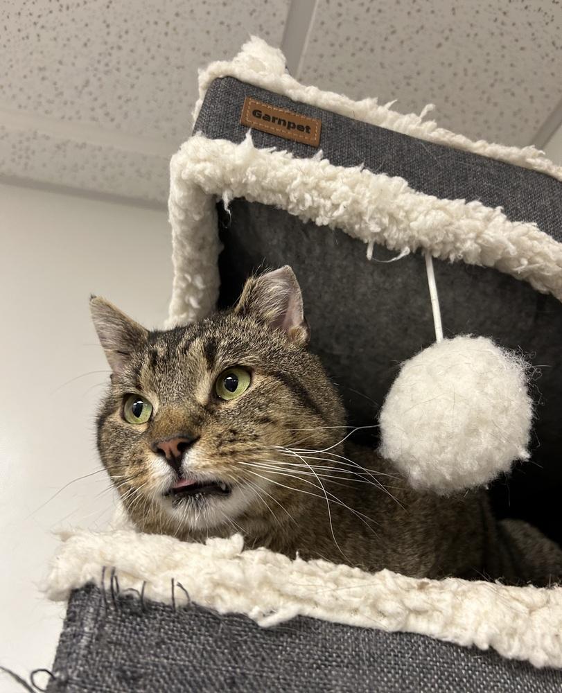 Papa Smurf, Adoptable, Adult Male Domestic Short Hair.