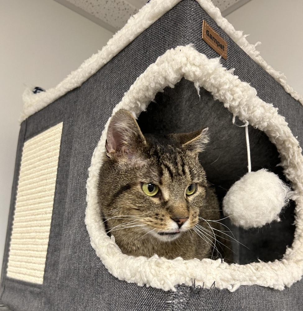 Papa Smurf, a Adoptable Domestic Short Hair in East hartford, CT image 3/3