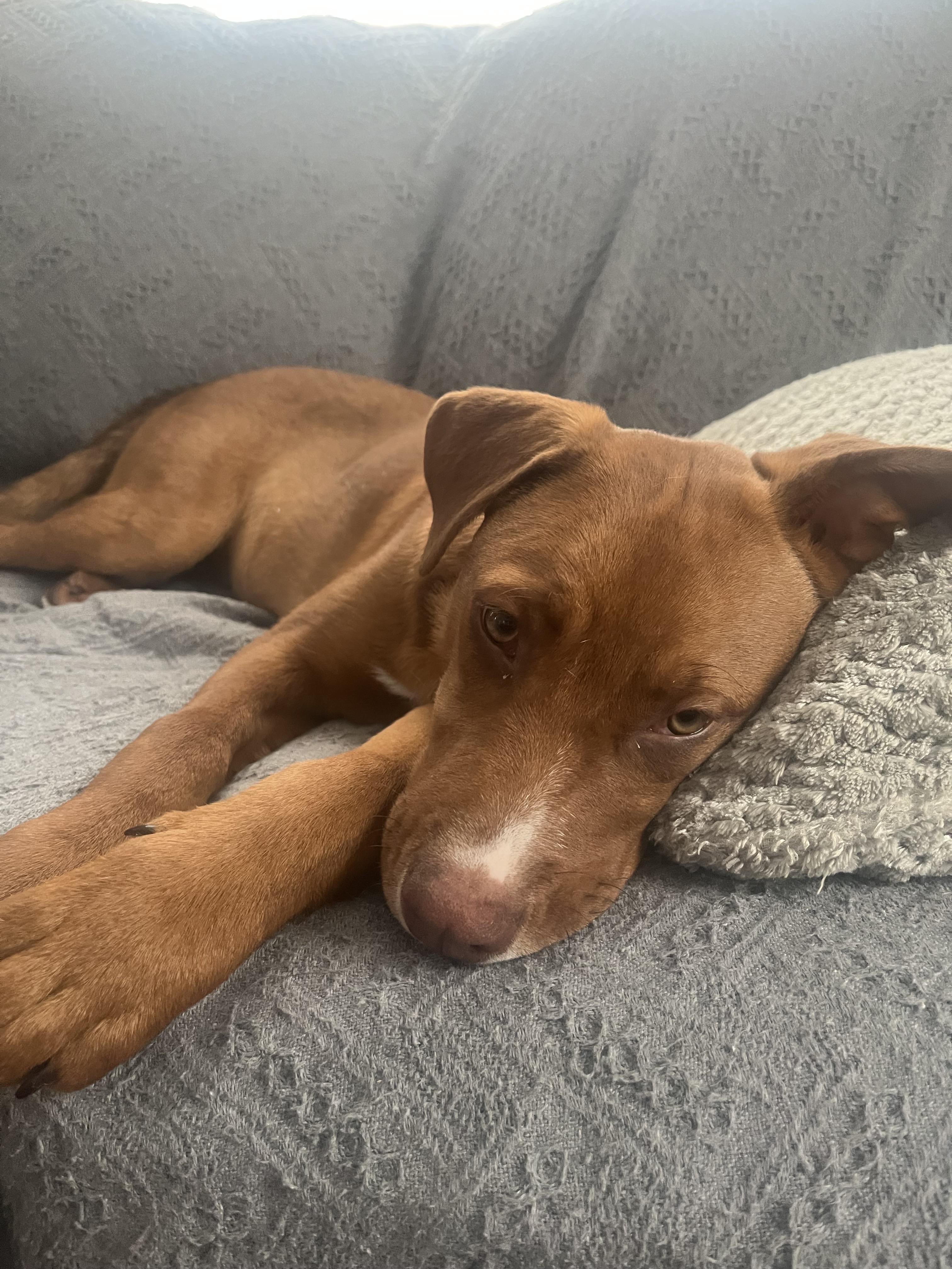 Enlarge Drake , an adopted Mixed Breed in Succasunna, NJ image 6/6