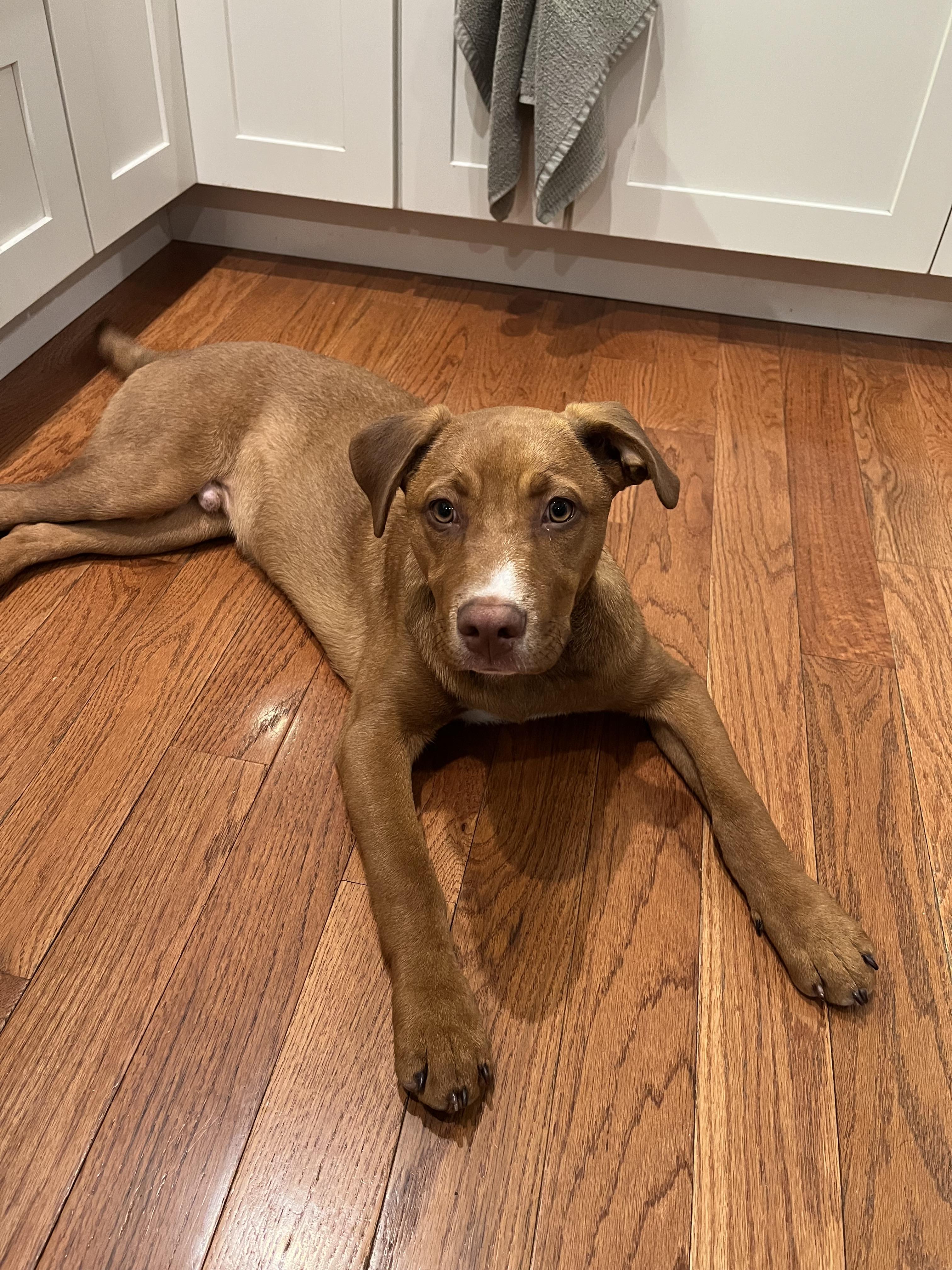 Enlarge Drake , an adopted Mixed Breed in Succasunna, NJ image 4/6