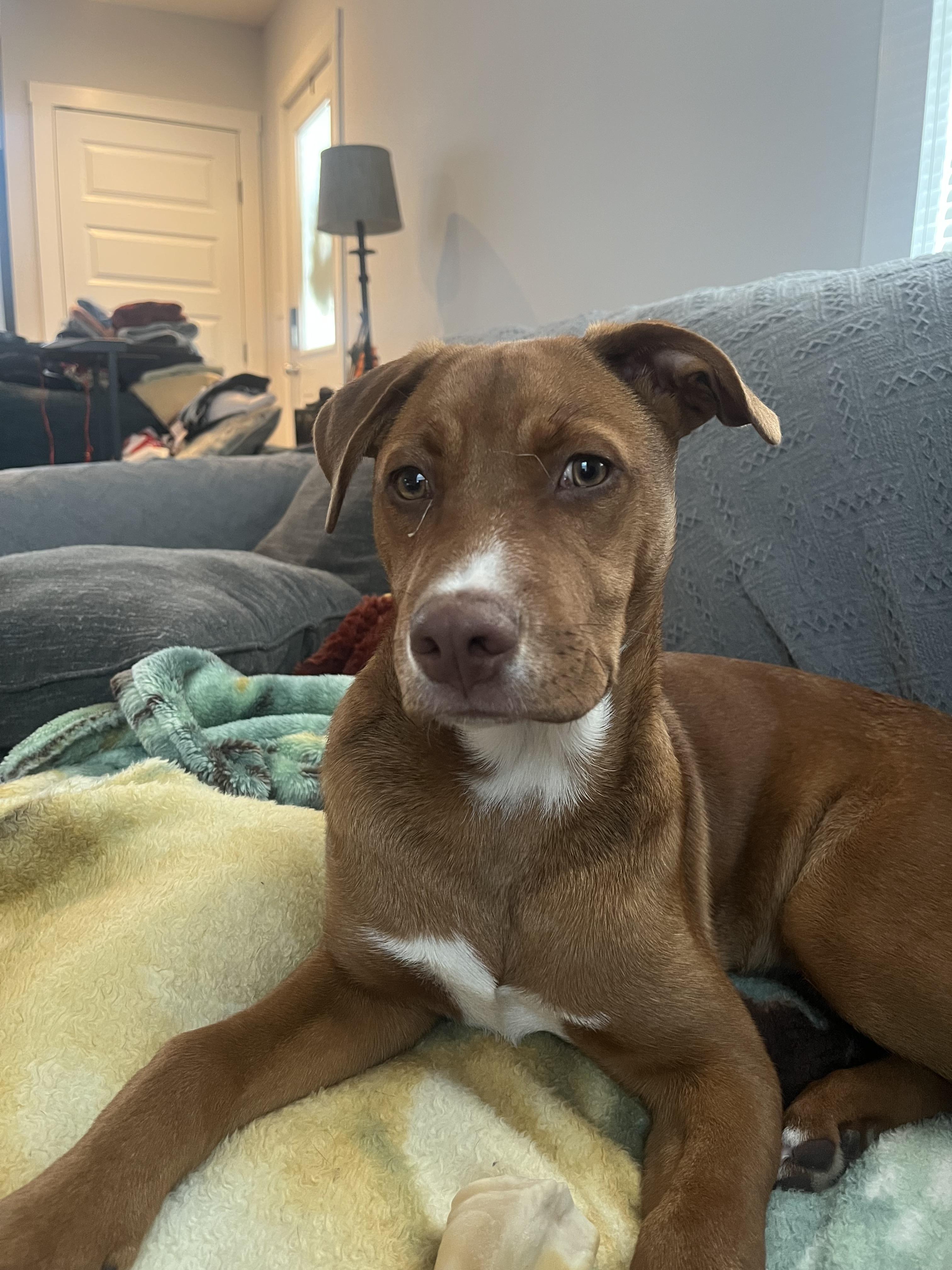 Enlarge Drake , an adopted Mixed Breed in Succasunna, NJ image 1/6