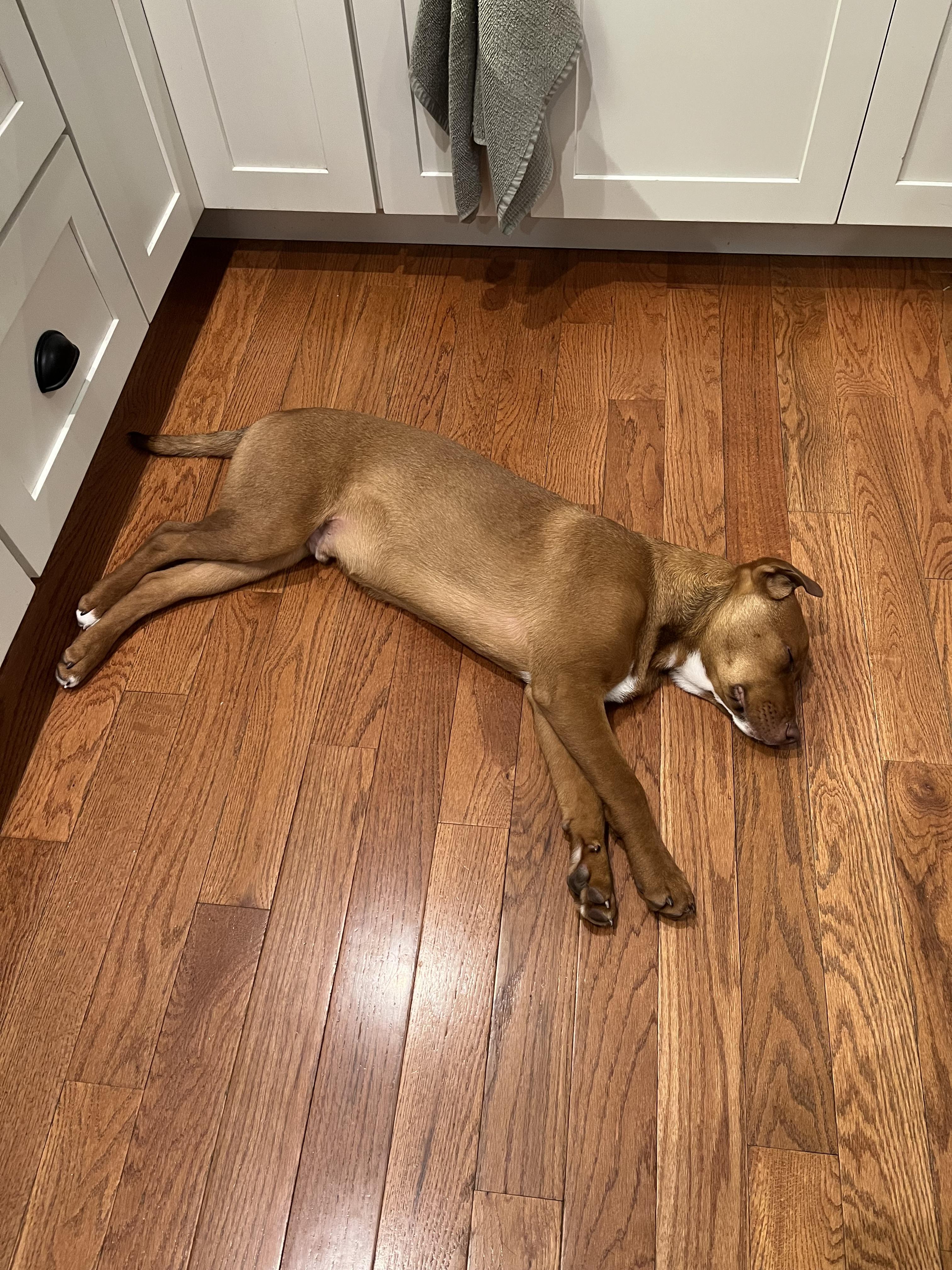 Enlarge Drake , an adopted Mixed Breed in Succasunna, NJ image 3/6