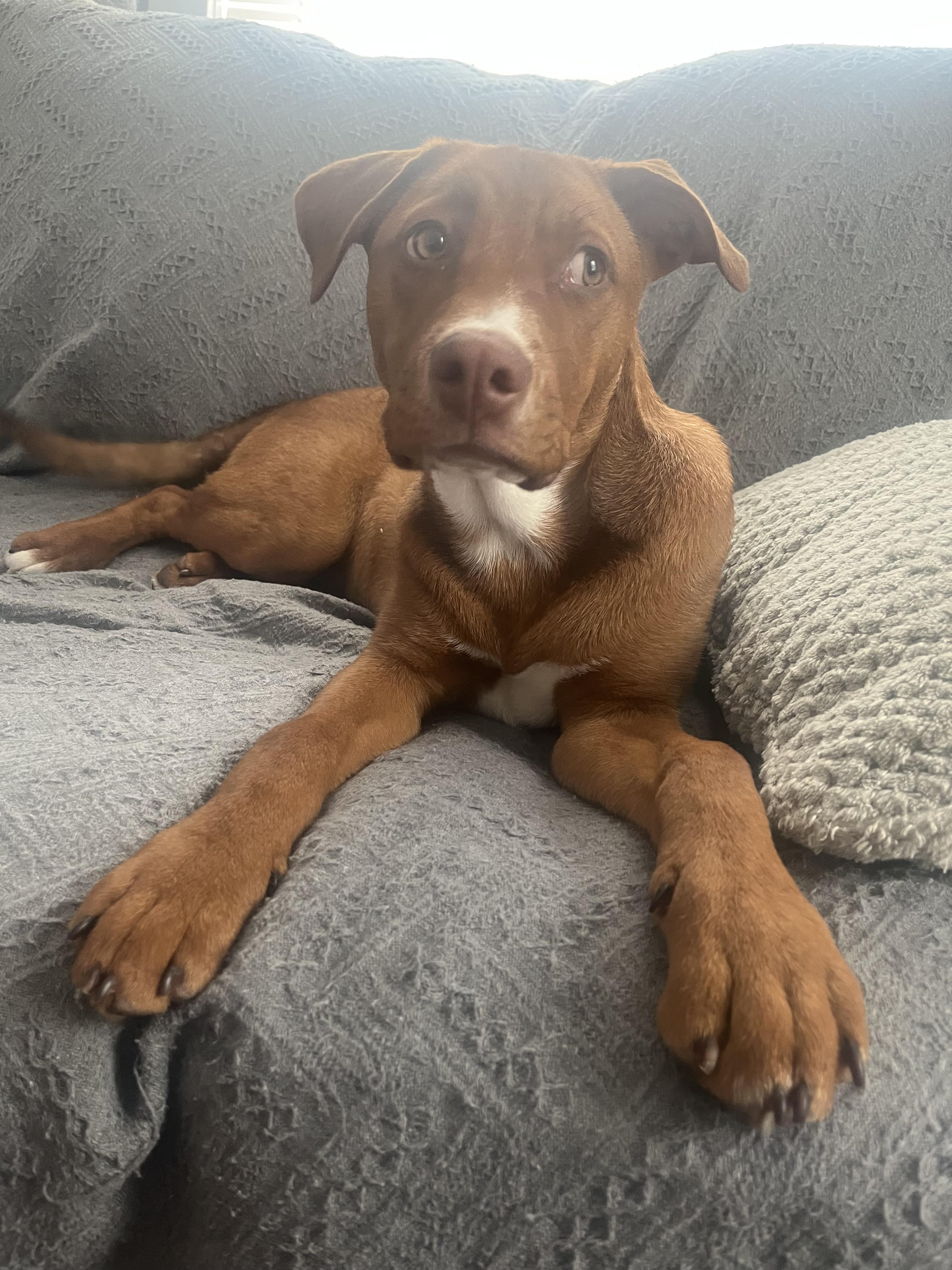 Enlarge Drake , an adopted Mixed Breed in Succasunna, NJ image 5/6