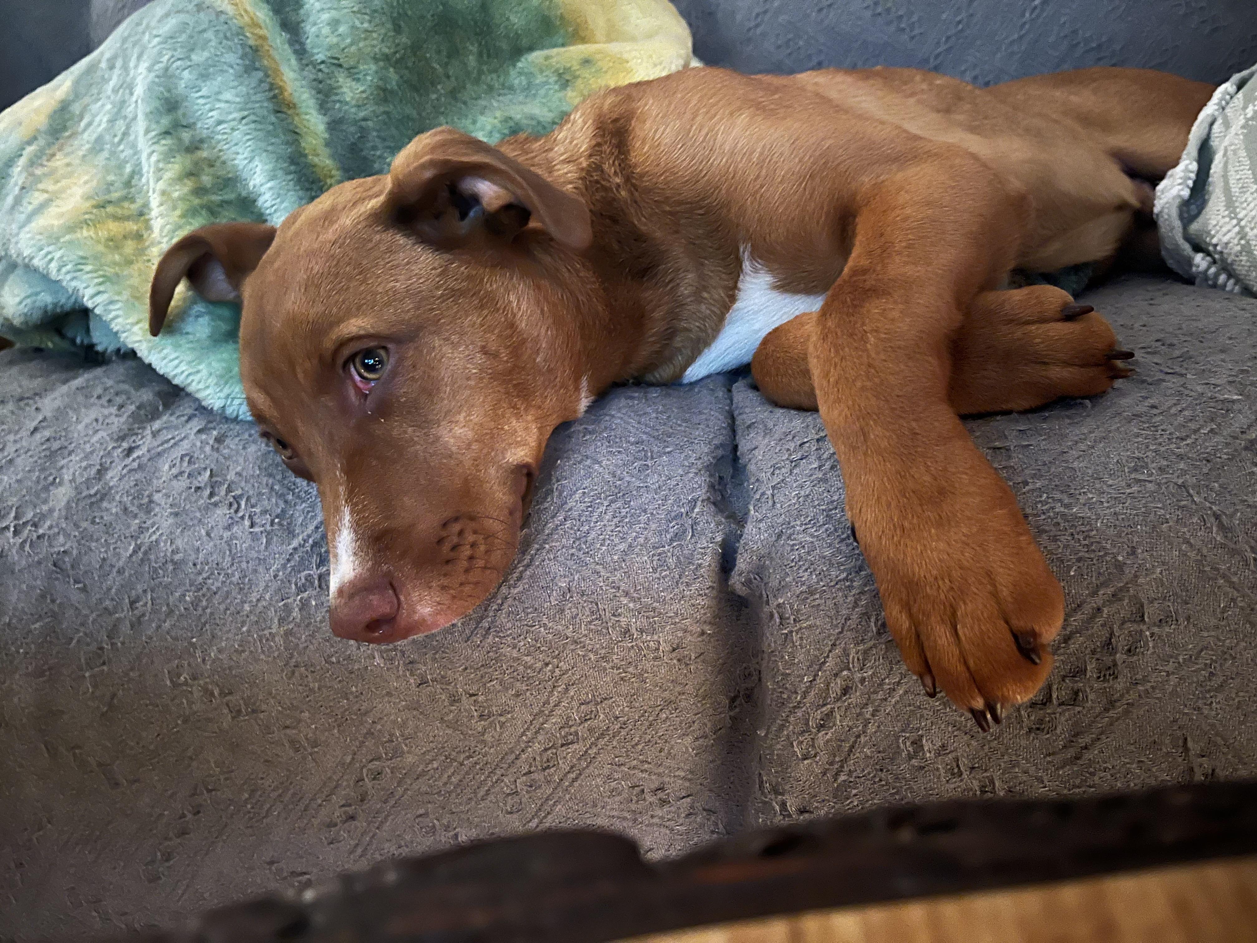 Enlarge Drake , an adopted Mixed Breed in Succasunna, NJ image 2/6