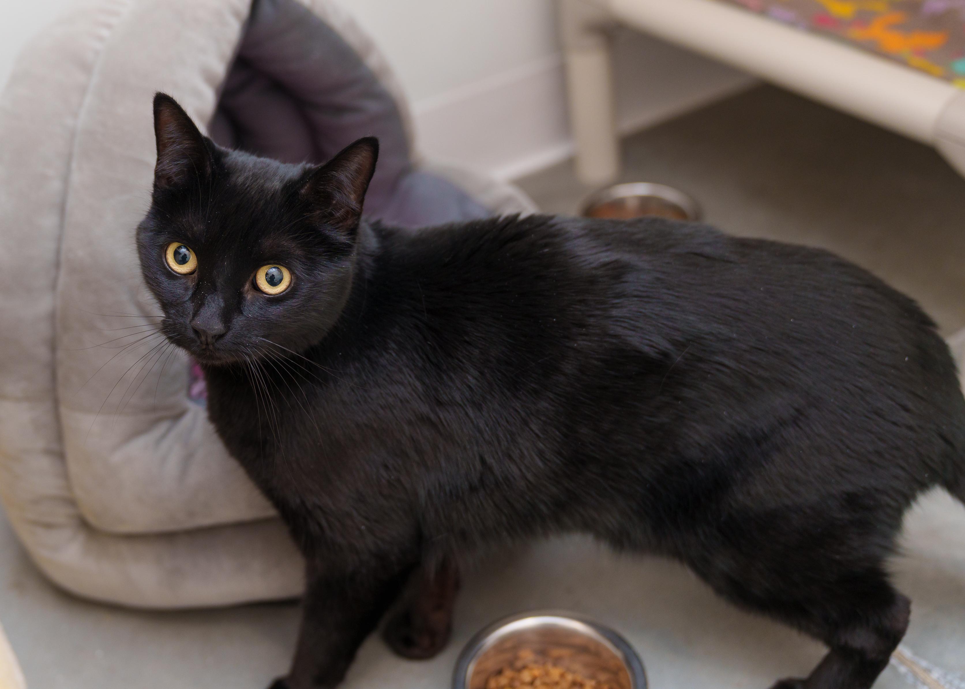 Sabby, a ADOPTABLE Domestic Short Hair in Boise, ID image 1/2