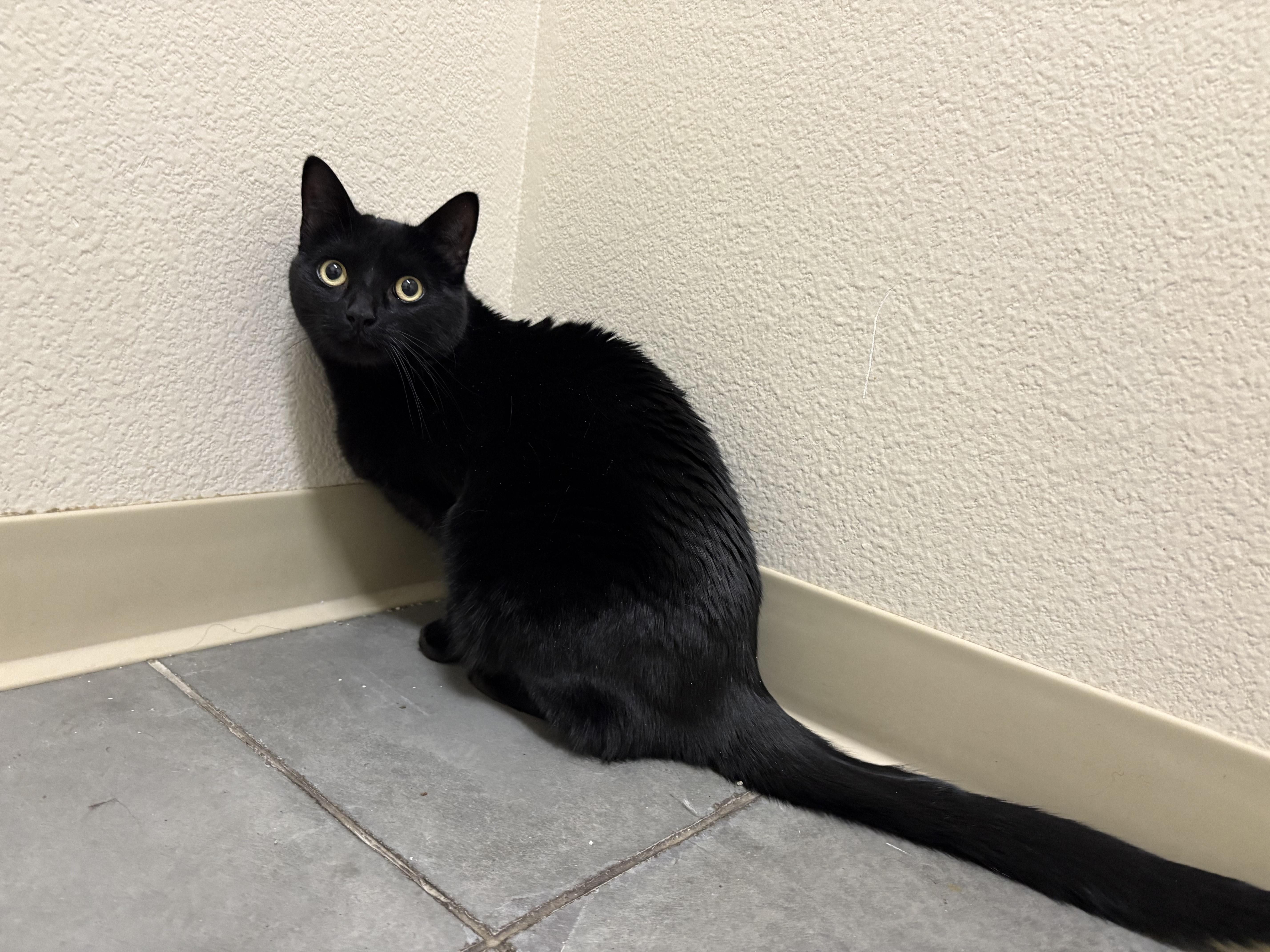 Sabby, a ADOPTABLE Domestic Short Hair in Boise, ID image 2/2