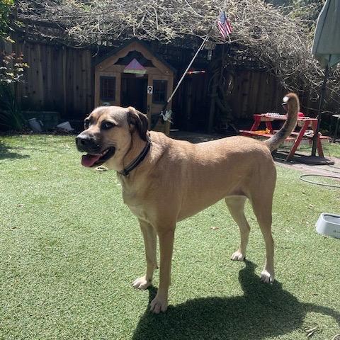 Enlarge Beatrice, a Adoptable mixed breed in Lakehead, CA image 3/6