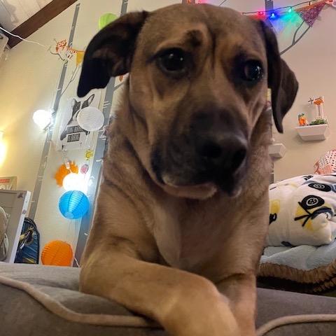 Enlarge Beatrice, a Adoptable mixed breed in Lakehead, CA image 4/6