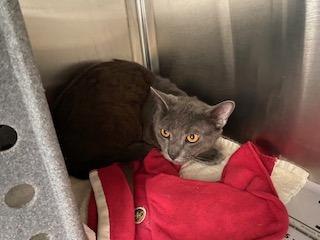 Aaron - Working Cat, Adoptable, Adult Male Domestic Short Hair & Domestic Short Hair.