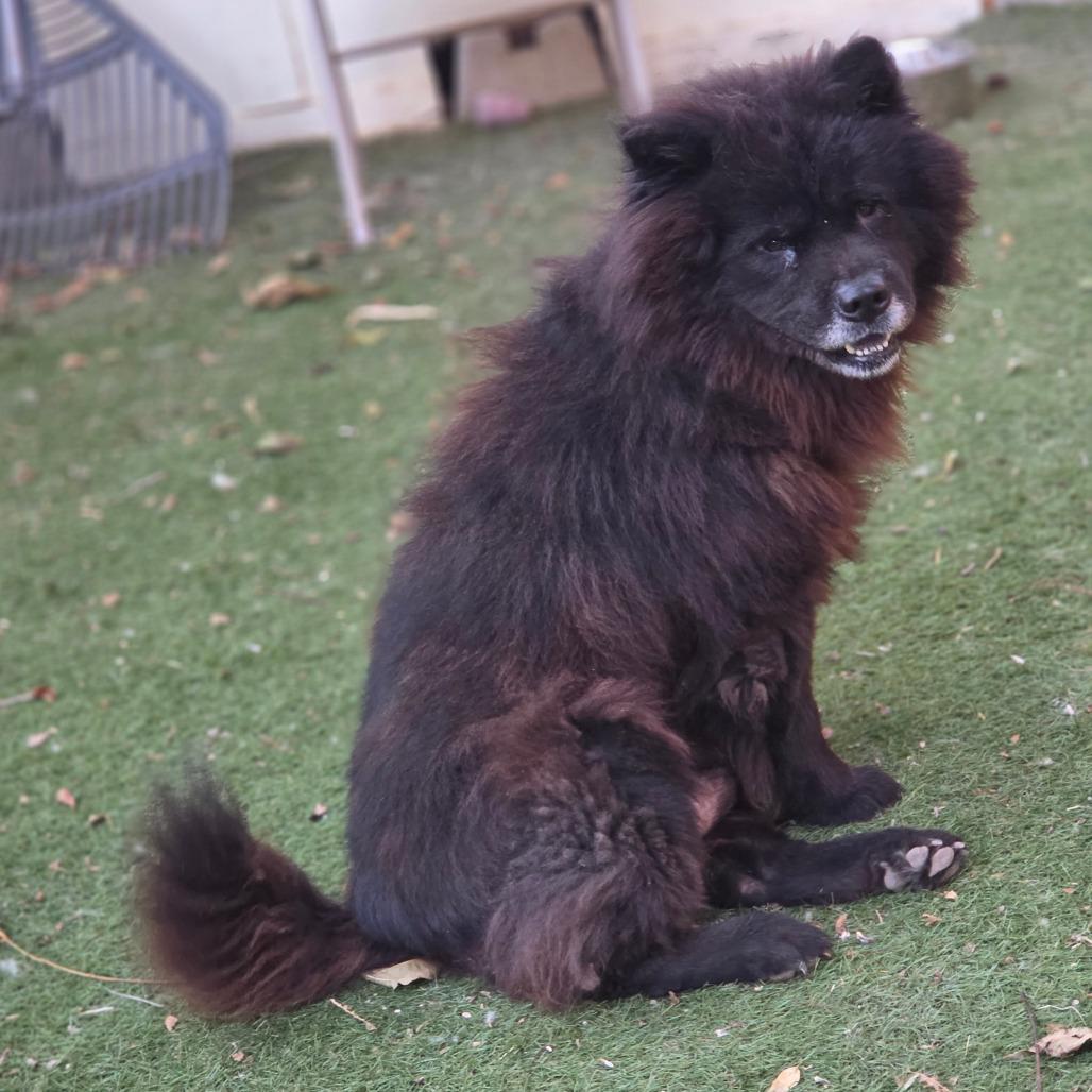 Enlarge Midnight JuM, a Adoptable Chow Chow in Von Ormy, TX image 2/6