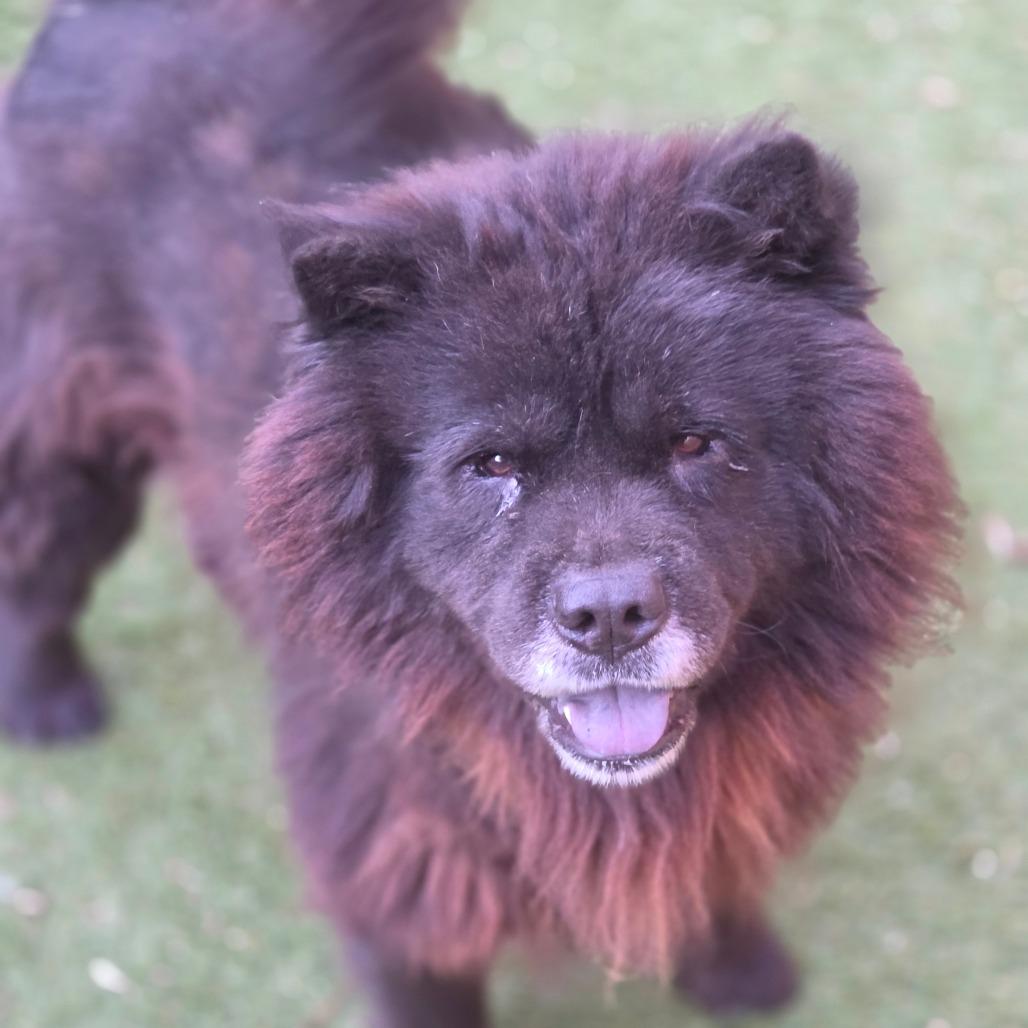 Enlarge Midnight JuM, a Adoptable Chow Chow in Von Ormy, TX image 1/6