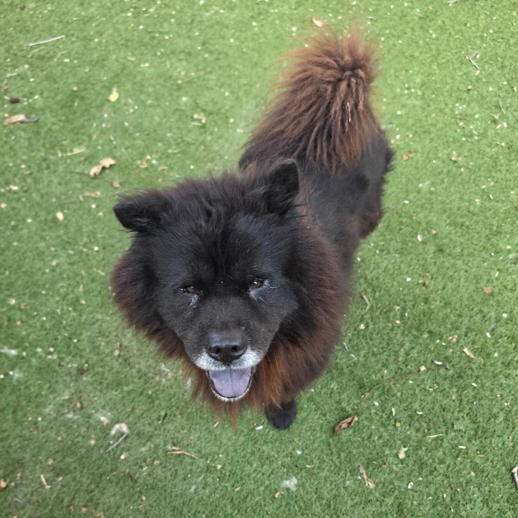 Enlarge Midnight JuM, a Adoptable Chow Chow in Von Ormy, TX image 5/6