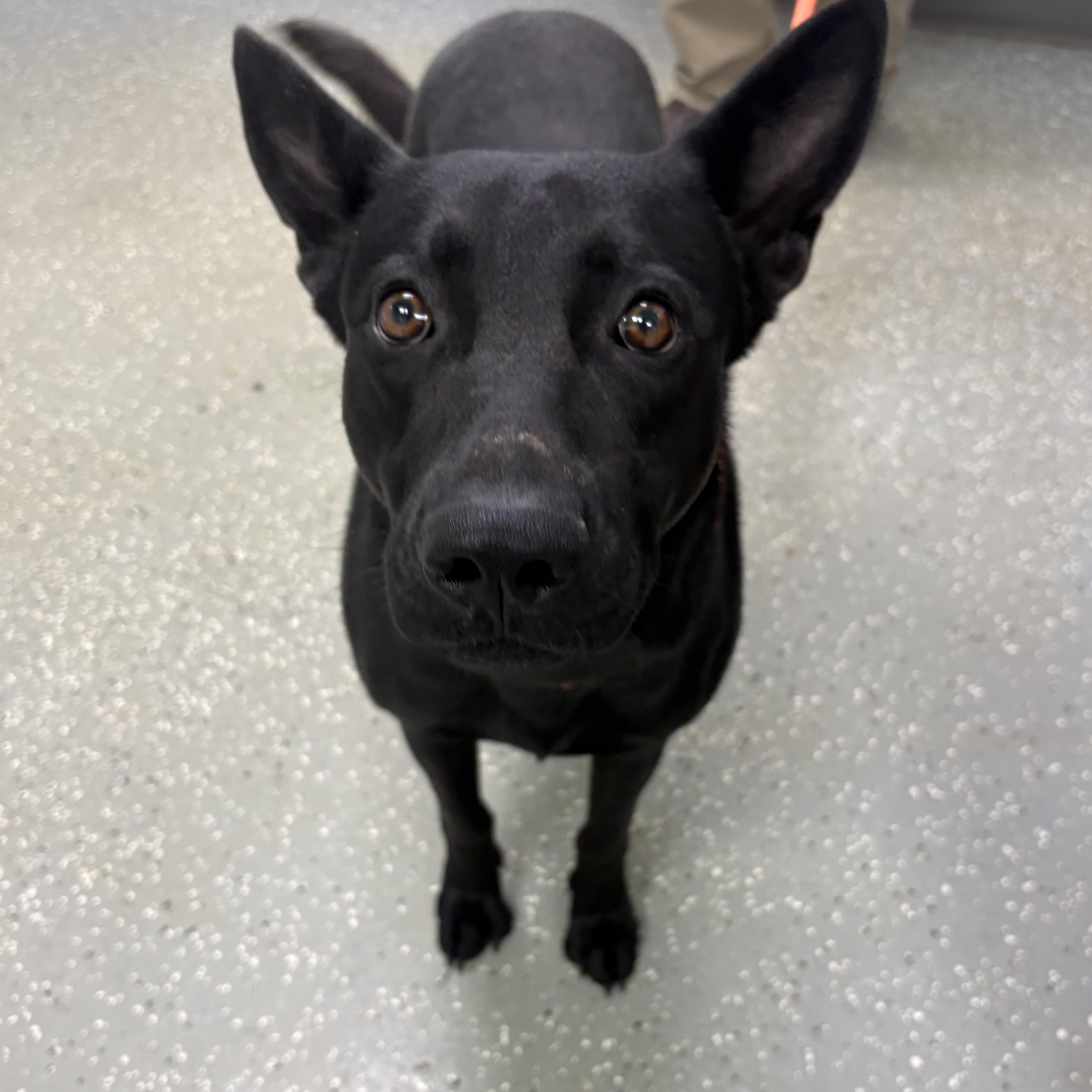 Enlarge Edward, a ADOPTABLE mixed breed in Bardstown, KY image 5/5