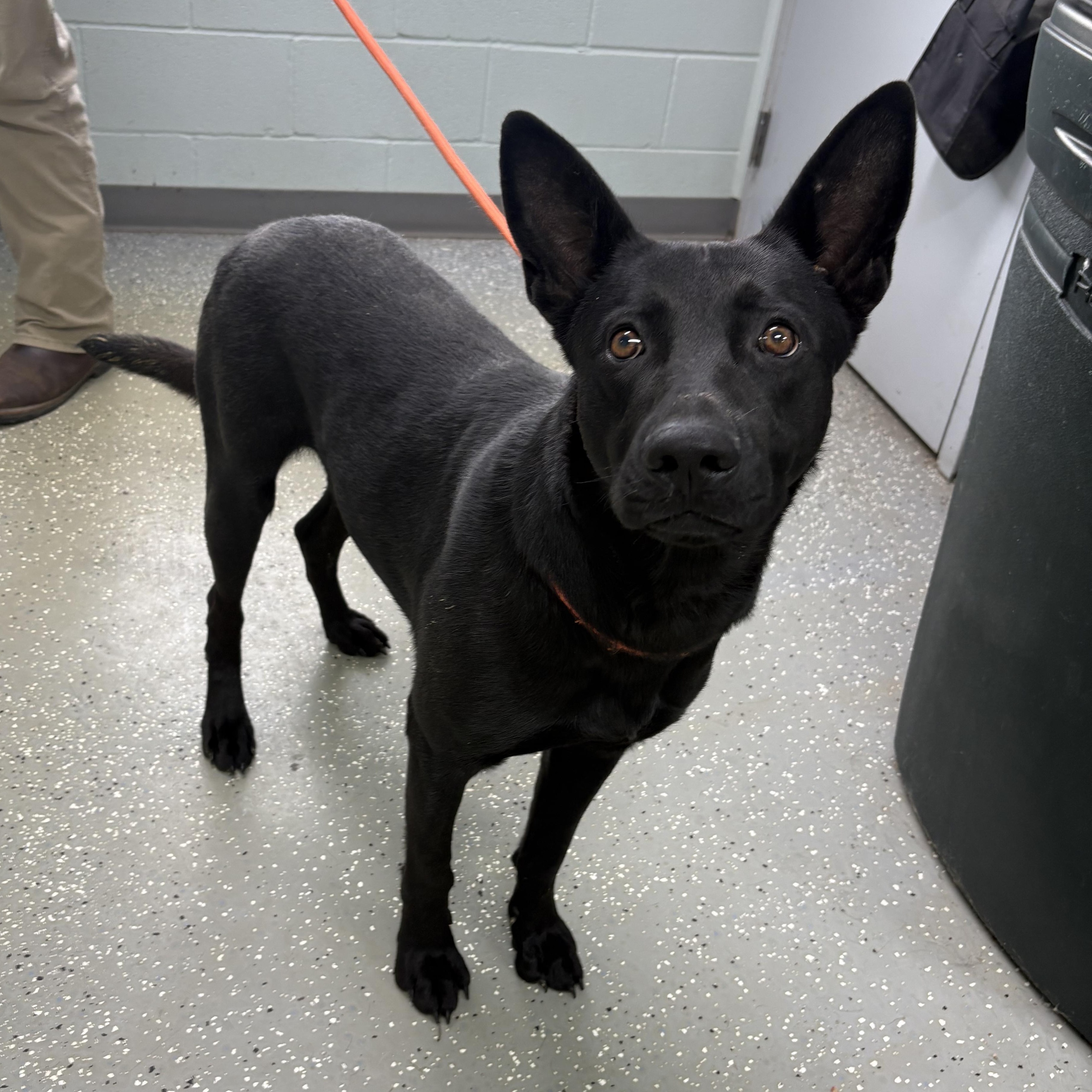 Enlarge Edward, a ADOPTABLE mixed breed in Bardstown, KY image 2/5