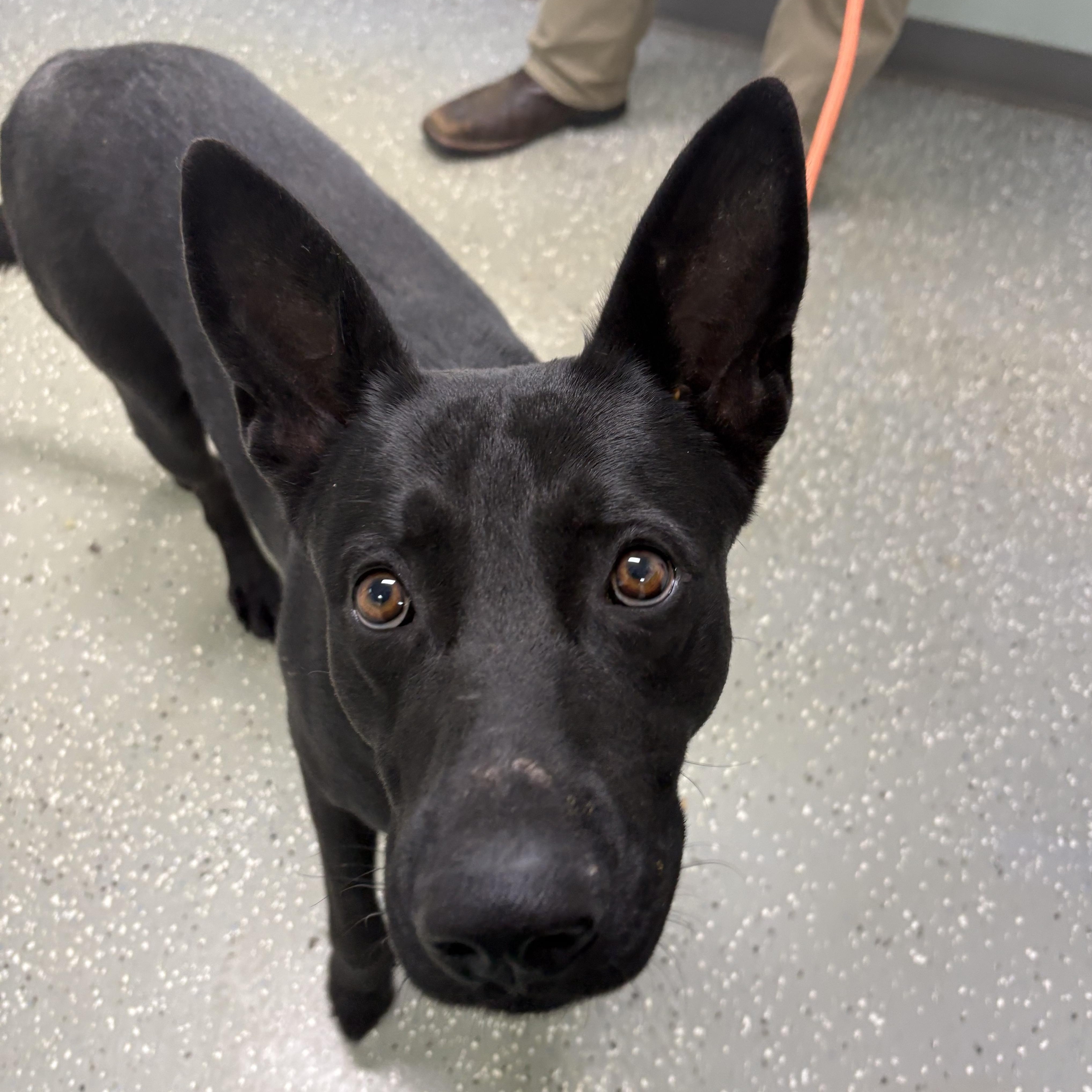 Edward, ADOPTABLE, Young Male Belgian Shepherd / Malinois & German Shepherd Dog.
