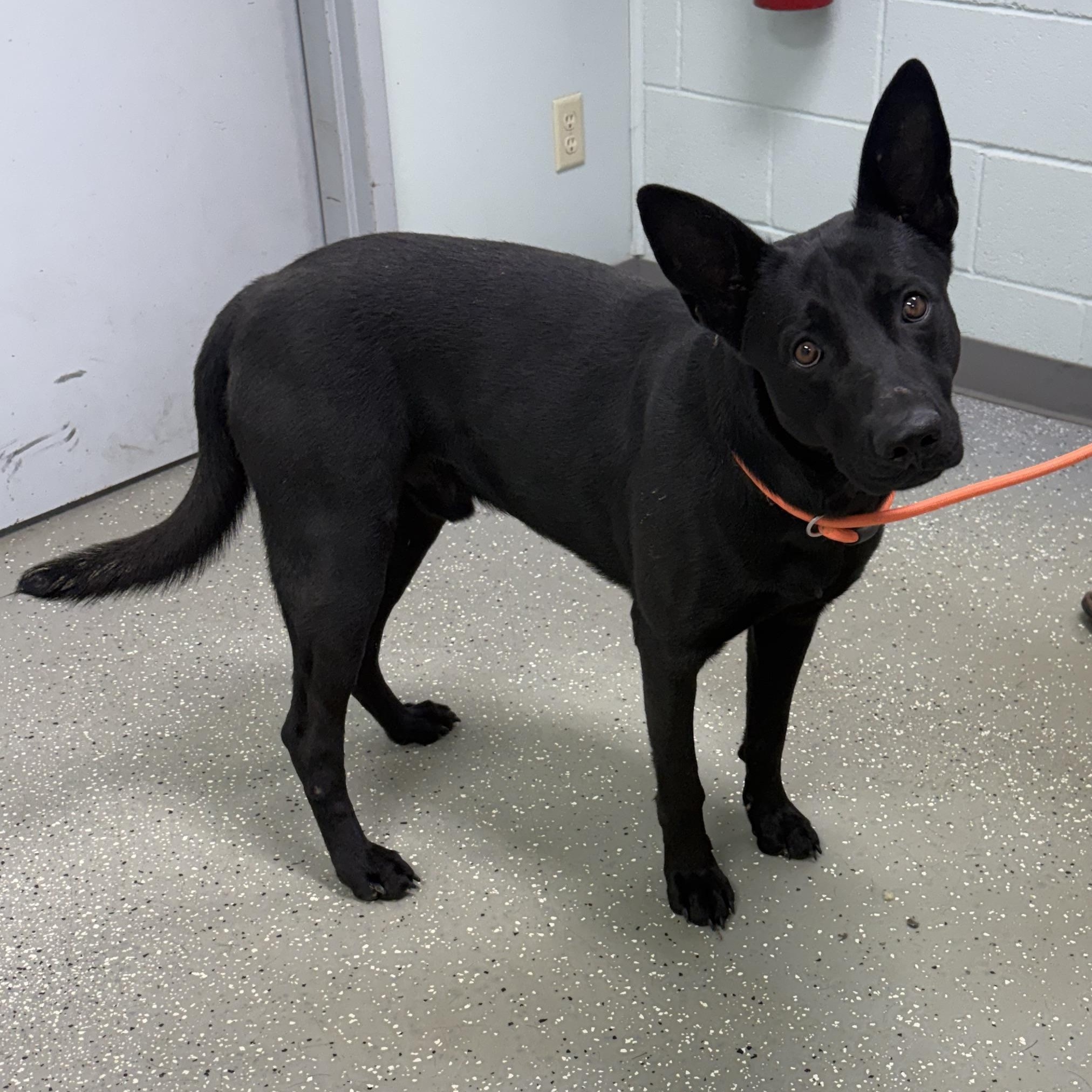 Enlarge Edward, a ADOPTABLE mixed breed in Bardstown, KY image 3/5