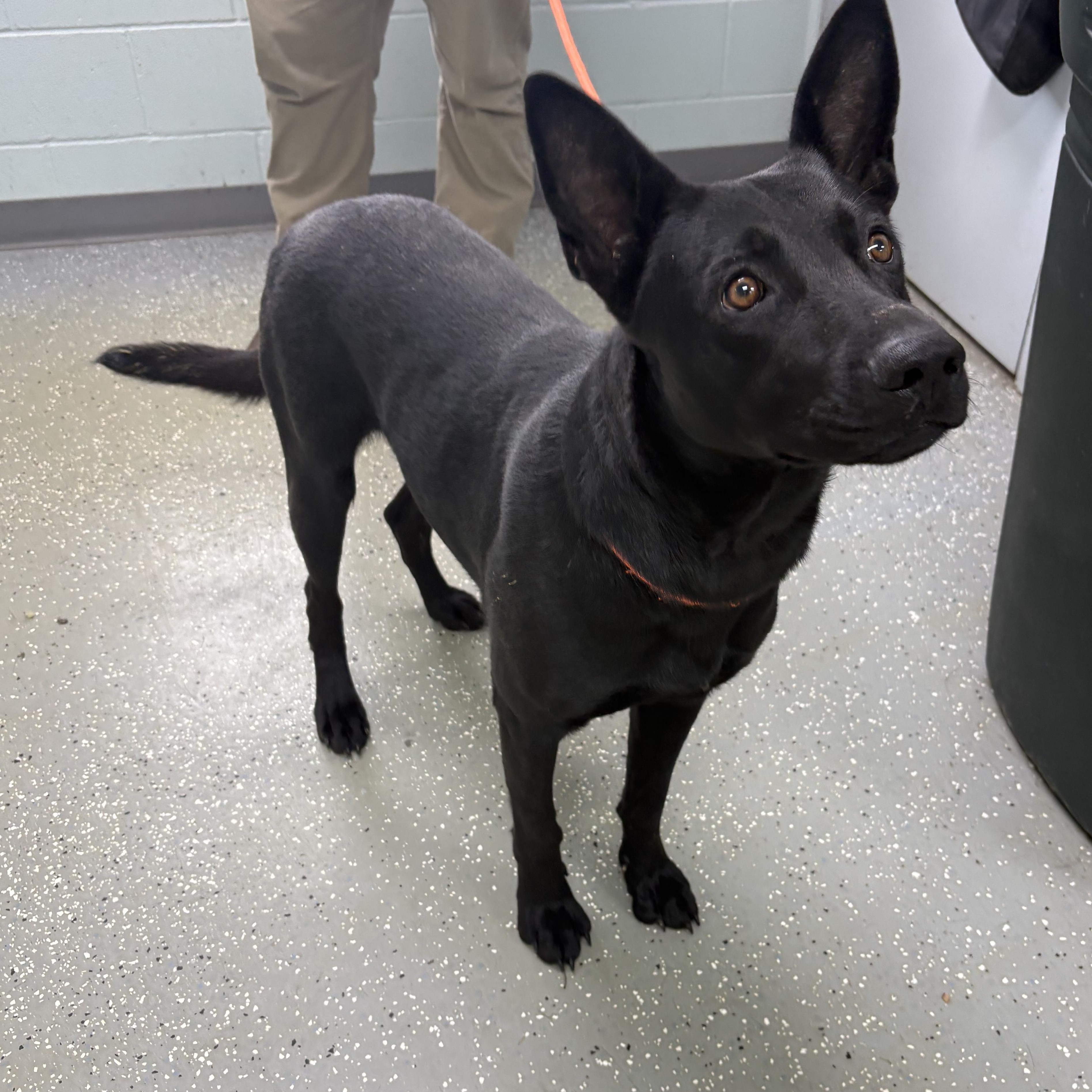 Enlarge Edward, a ADOPTABLE mixed breed in Bardstown, KY image 4/5