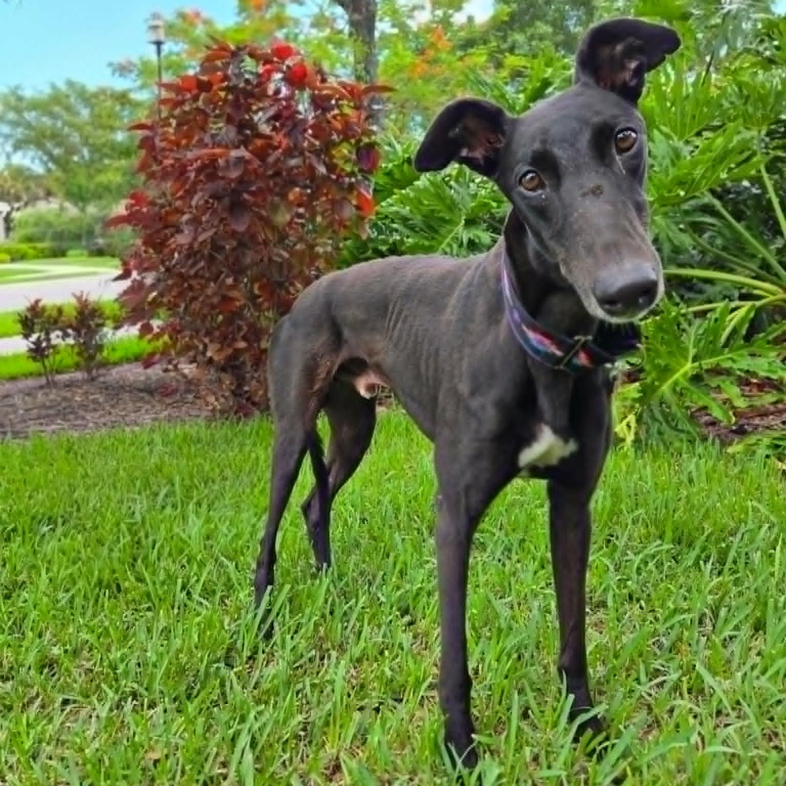 Arkwild B Bass (Bass), a ADOPTABLE Greyhound in North Port, FL image 1/2