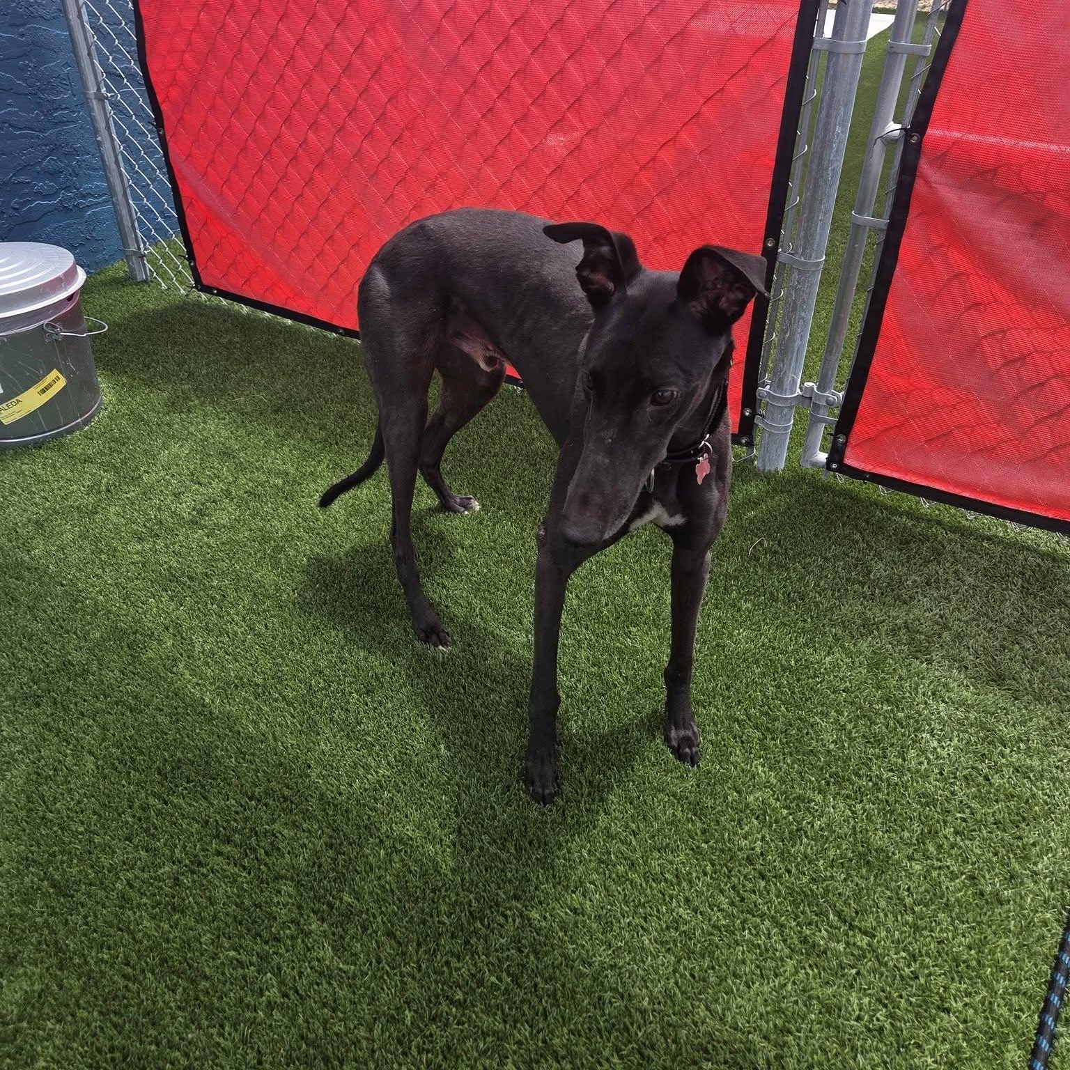 Arkwild B Bass (Bass), a ADOPTABLE Greyhound in North Port, FL image 2/2