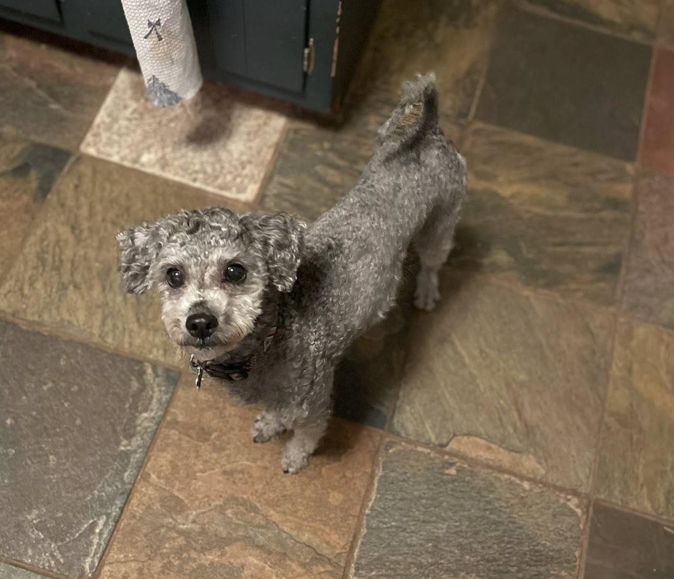 Jerry, a ADOPTABLE mixed breed image 1/3