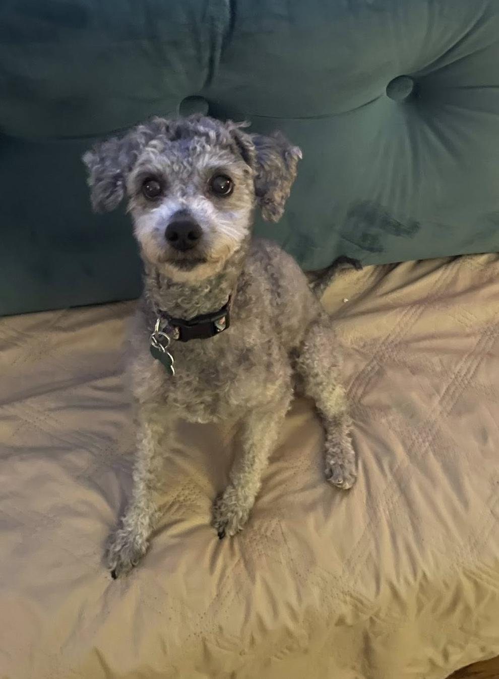 Jerry, a ADOPTABLE mixed breed image 2/3