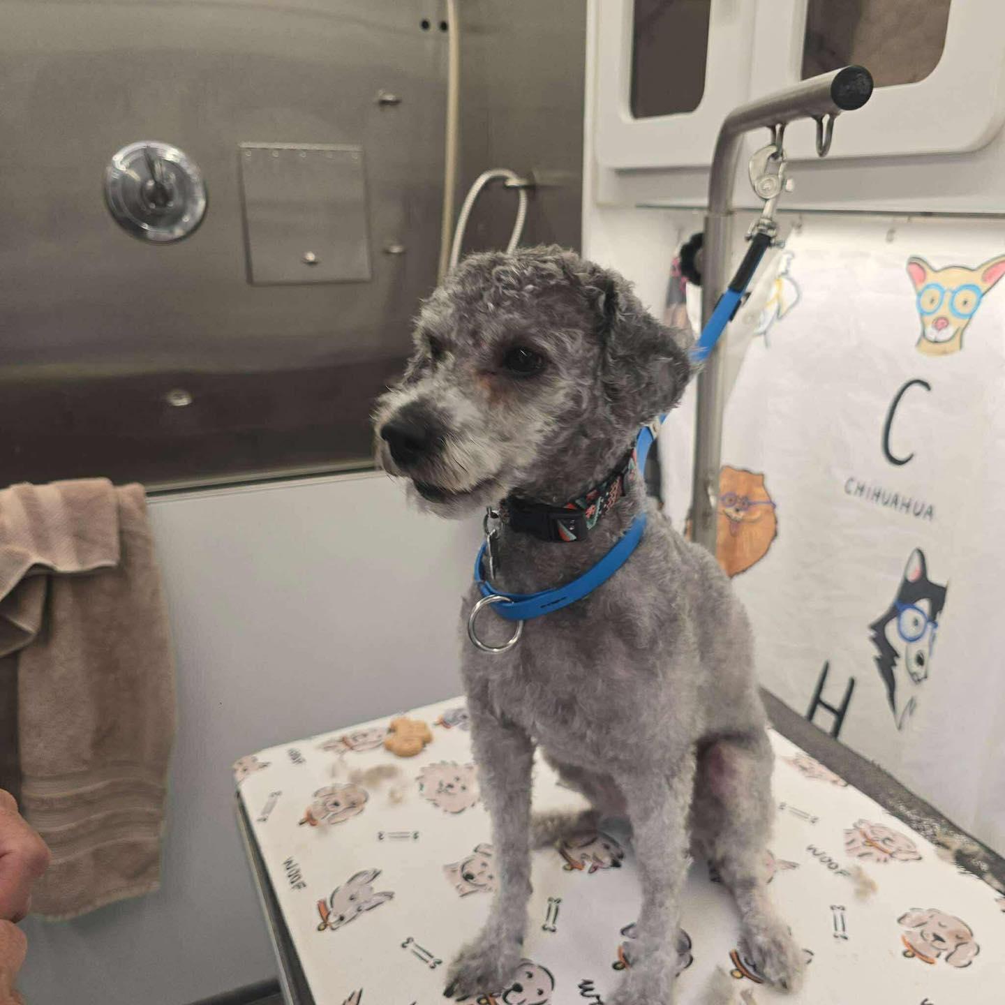 Jerry, a ADOPTABLE mixed breed image 3/3