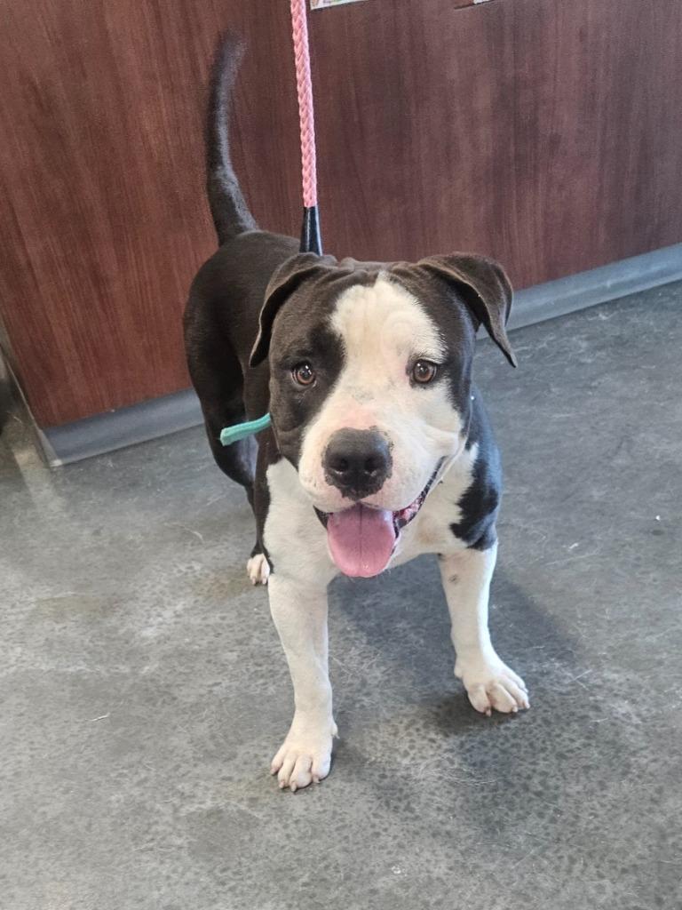 Enlarge Sugarbear, a Adoptable mixed breed in Gautier, MS image 1/1