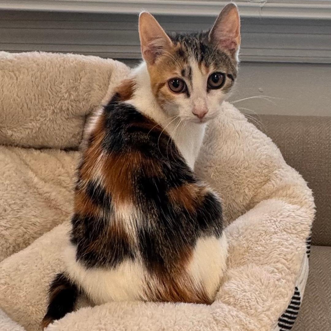 Clove, adopted, Kitten Female Calico.