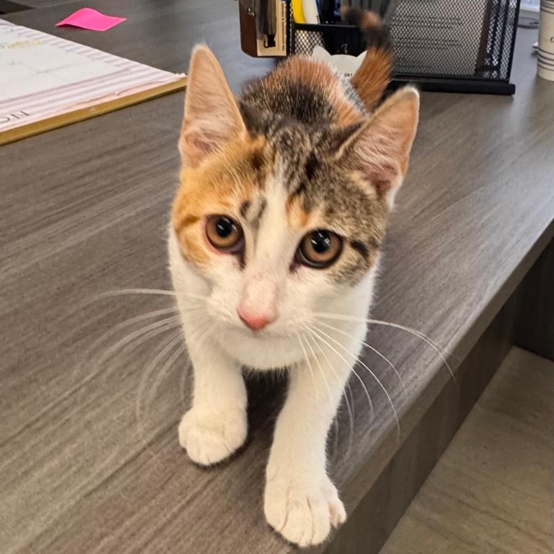 Clove, an adopted Calico in East Northport, NY image 2/3