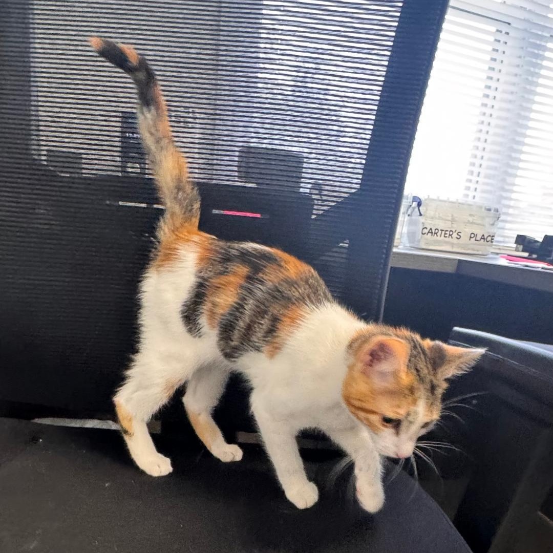 Clove, an adopted Calico in East Northport, NY image 3/3