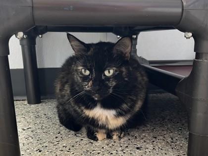 Twix, Adoptable, Adult Female Domestic Short Hair & Domestic Short Hair.
